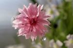 Pink Wildflower Blossom In The Rain